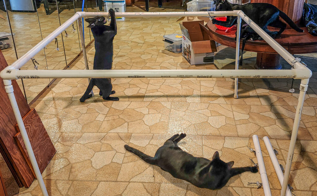 Two black kittens playing with silk painting frame